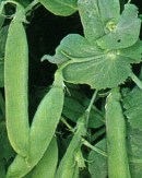 Forage Peas