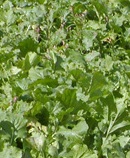 Forage Turnips