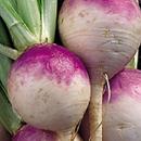 Purple Top Turnips