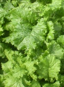 Southern Giant Curled Mustard