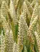 Wheat (Yamhill)