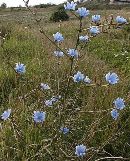 Chicory