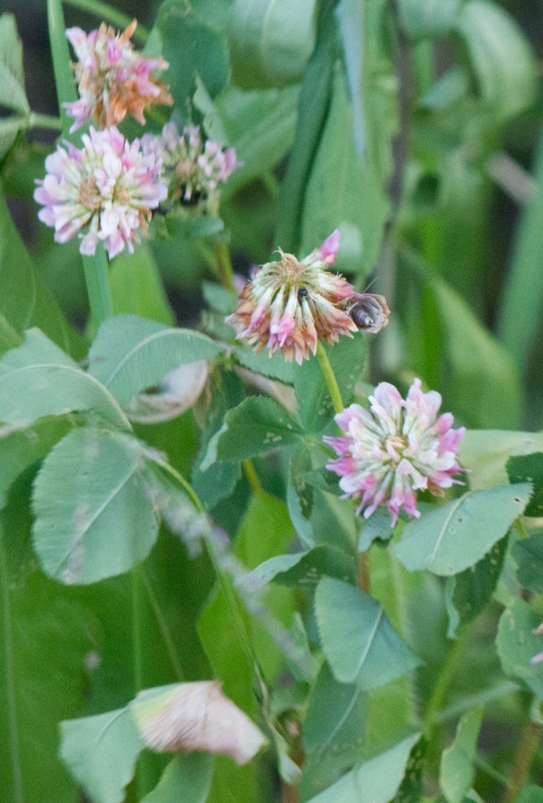 Alsike Clover