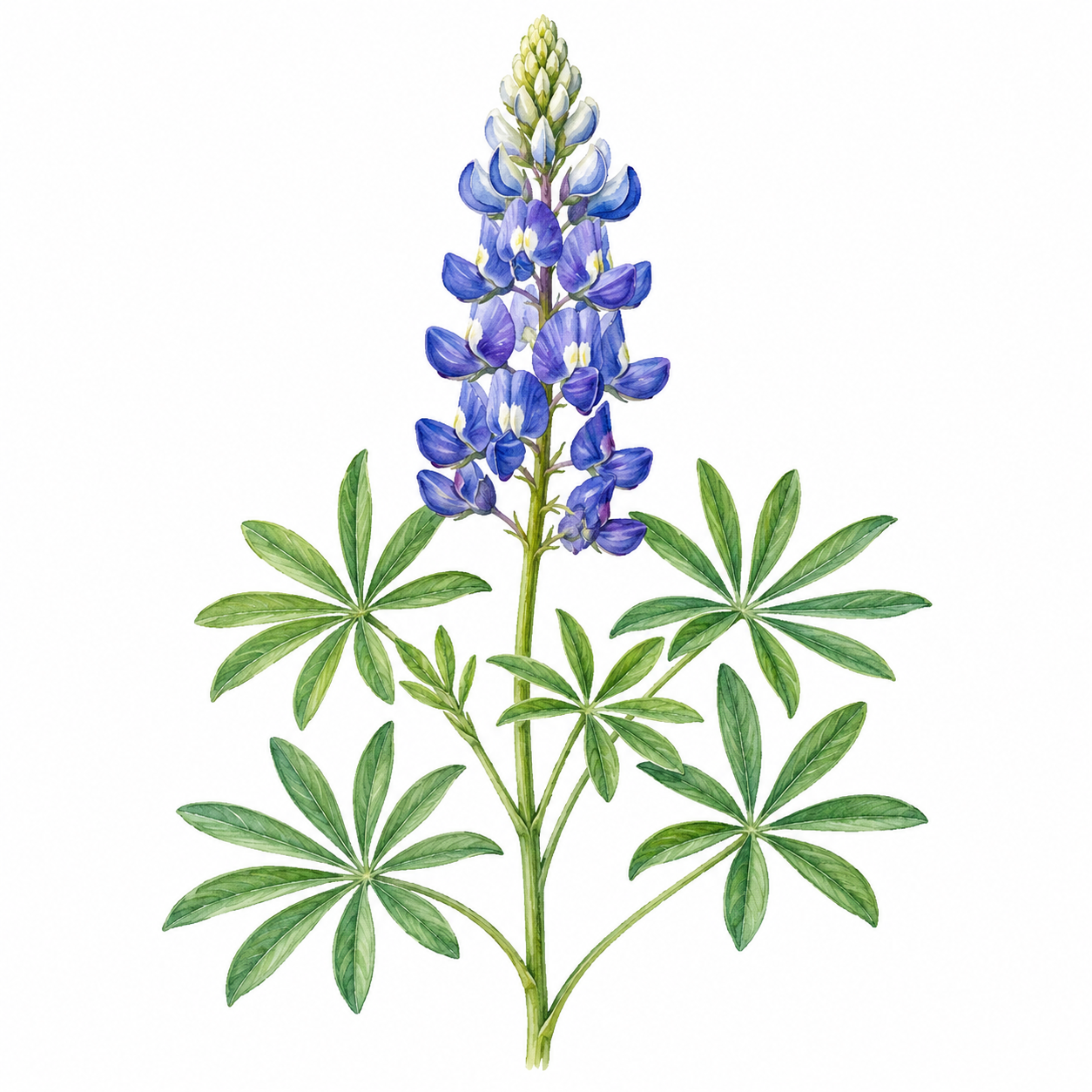 Perennial Blue Lupine - Lupinus perennis