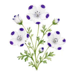 Five spot Nemophila maculata California native wildflower for pollinator and wildflower seed mixes