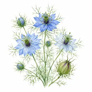 Love-in-a-Mist Nigella damascena wildflower for pollinator and wildflower seed mixes