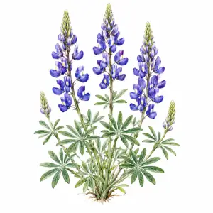 Arroyo lupine Lupinus succulentus California native wildflower for pollinator and wildflower seed mixes