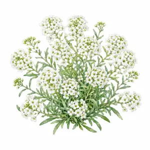 Sweet alyssum Lobularia maritima flower for pollinator and beneficial insect seed mixes