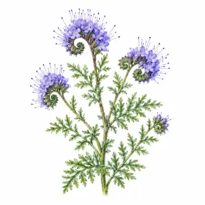 Lacy phacelia Phacelia tanacetifolia wildflower for pollinator and beneficial insect seed mixes