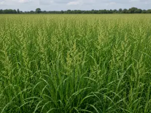 Potomac orchardgrass field with dense green perennial forage grass and seedheads