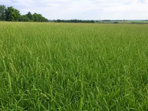 Festulolium field with dense green cool-season forage grass