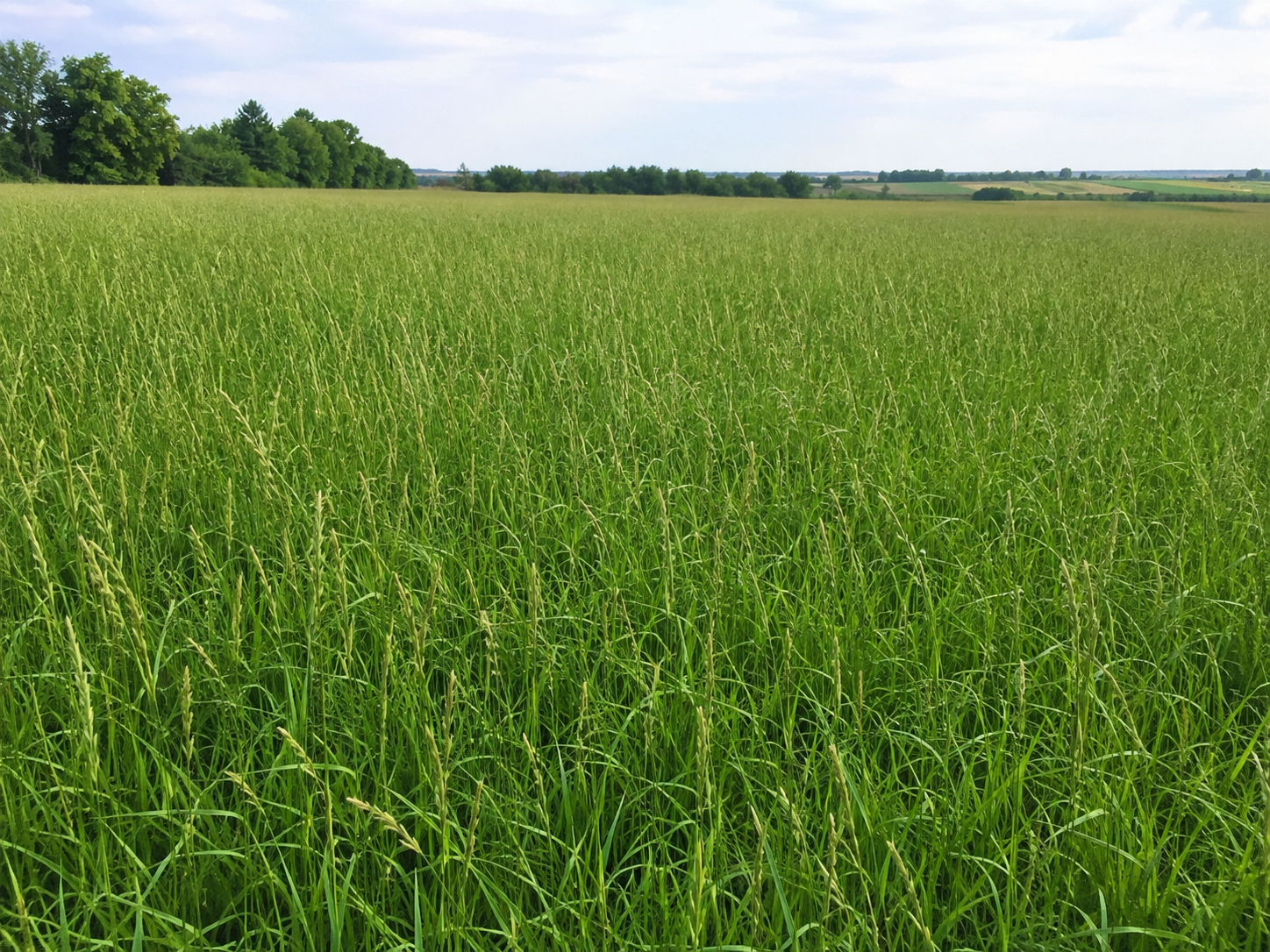 Festulolium field with dense green cool-season forage grass