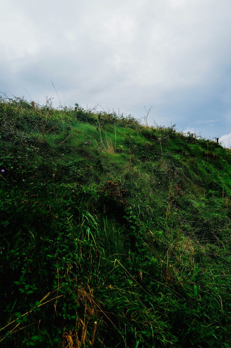 Premium Erosion Control with Wildflowers