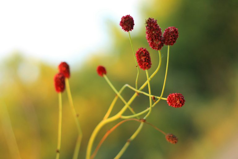 Burnet