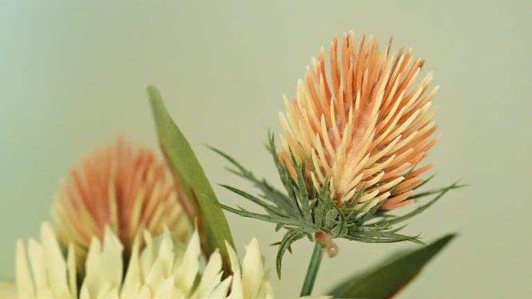 Safflower