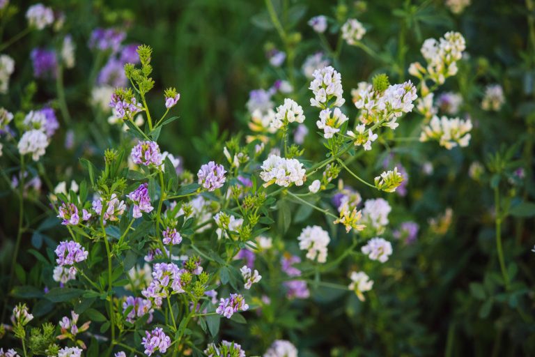 Common Vetch