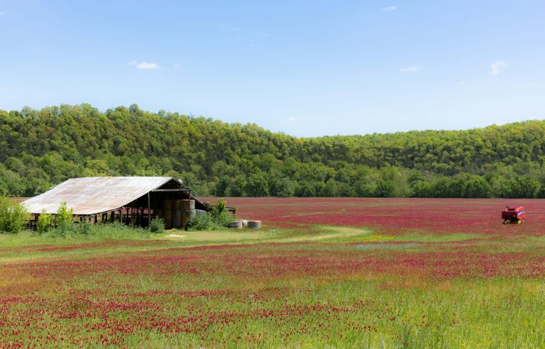 Crimson Clover Cover Crop Seed | Nitrogen Fixation & Pollinator Habitat | Weaver Seed