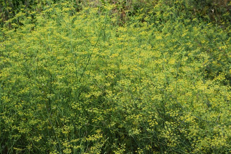 Brown Mustard