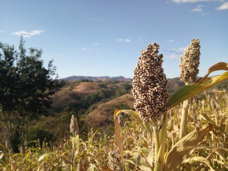 Grain Sorghum