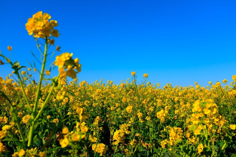 Canola