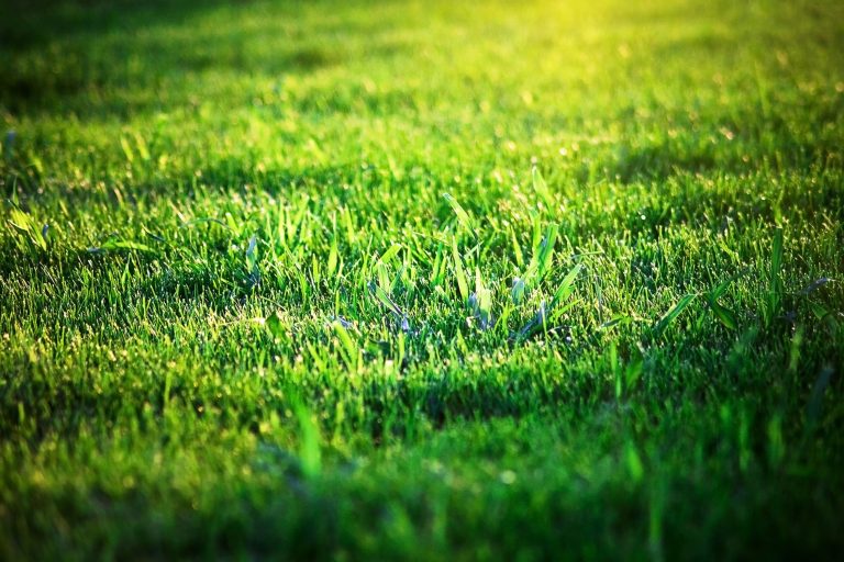 Companion Sod Mix