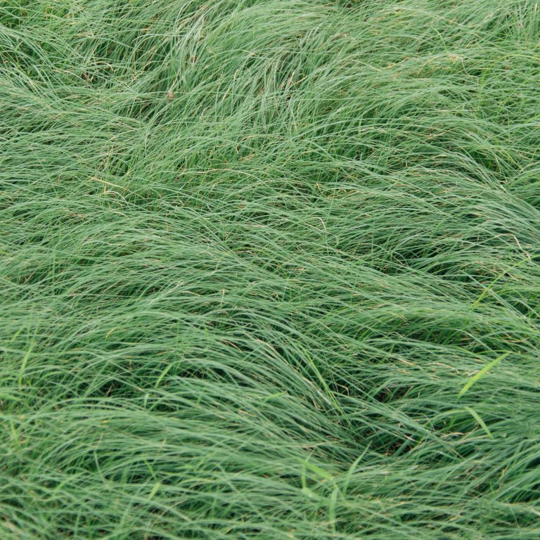 Zorro Fescue