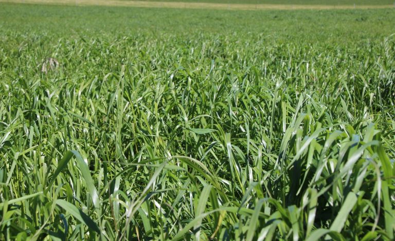 Annual Ryegrass
