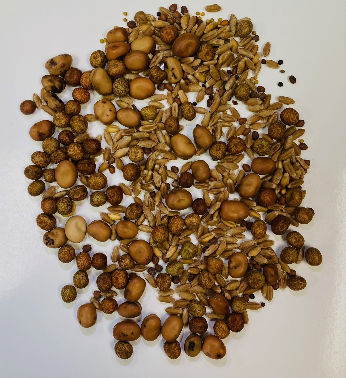 Annual Plow Down Mix seed blend