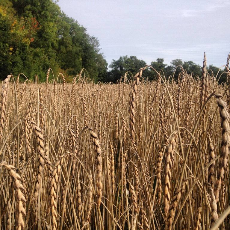 Spelt