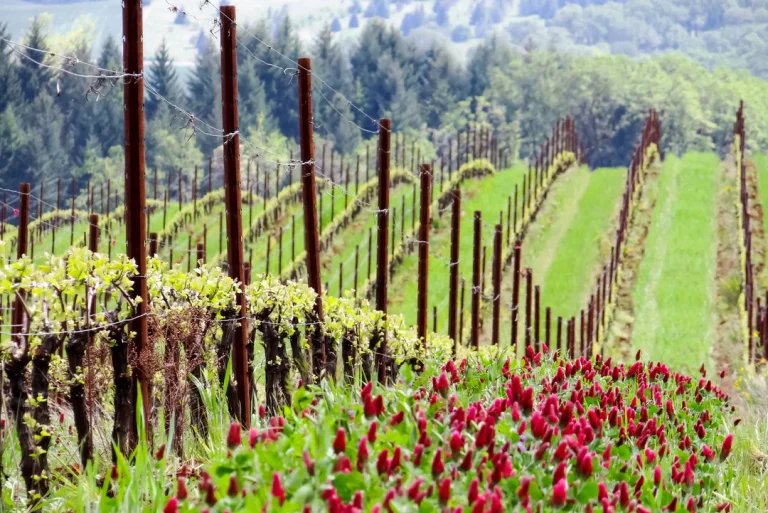 Quick Cover Crop Mix