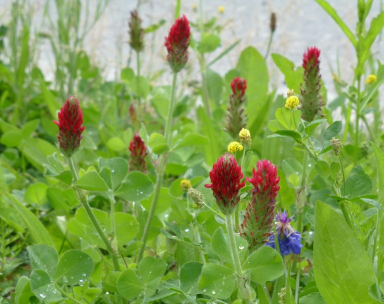 Annual Bee Clover Mix