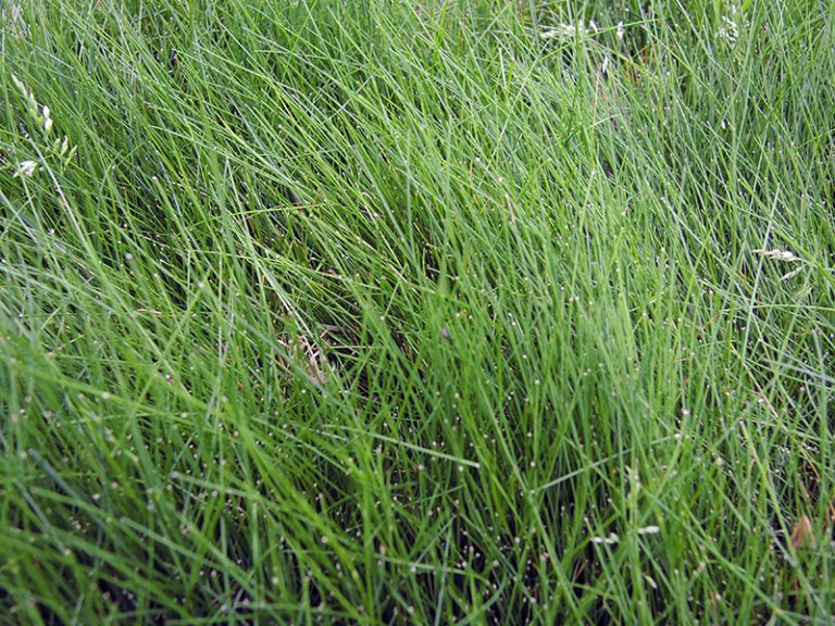 Hard Fescue