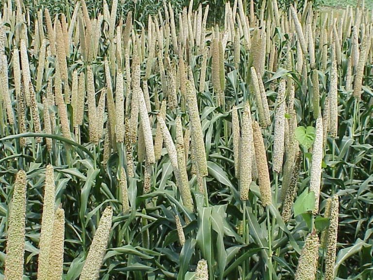 Japanese Millet