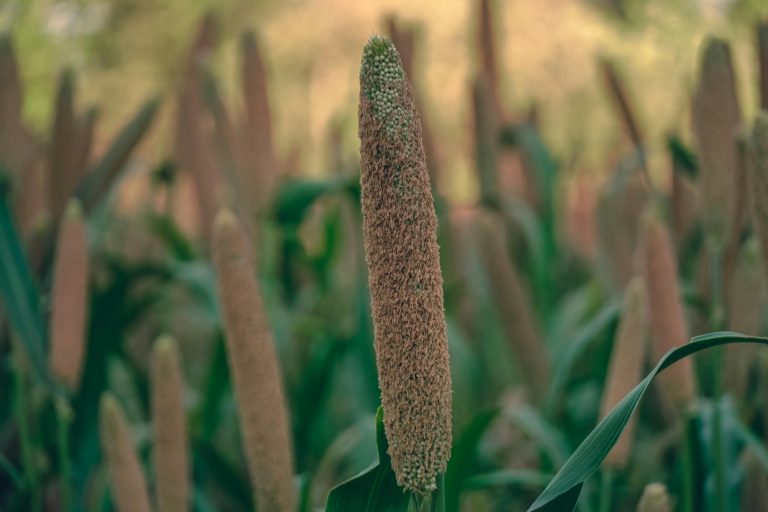 Pearl Millet