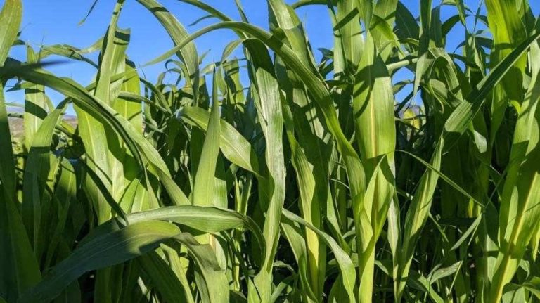 Sudangrass