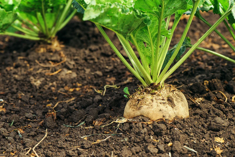 Sugar Beets
