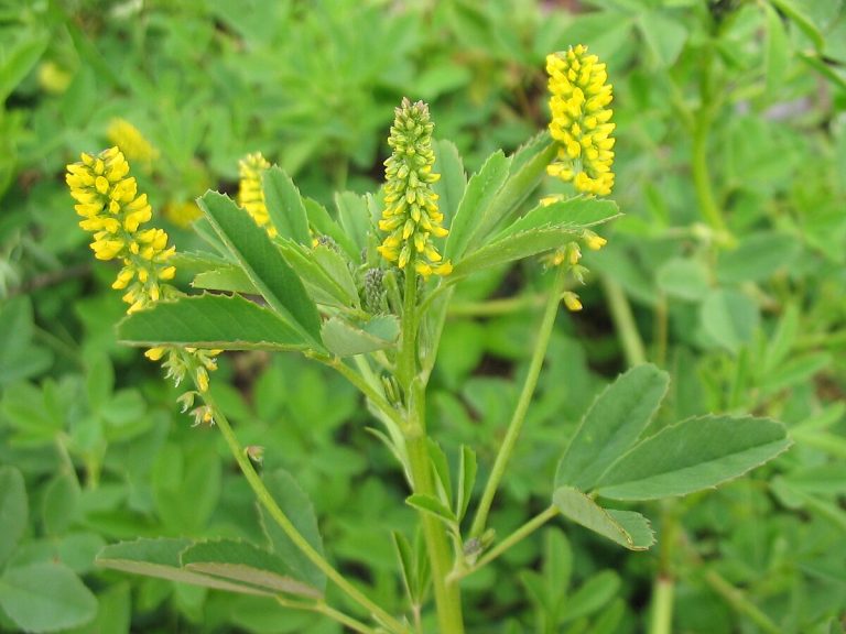 Sweet Clover
