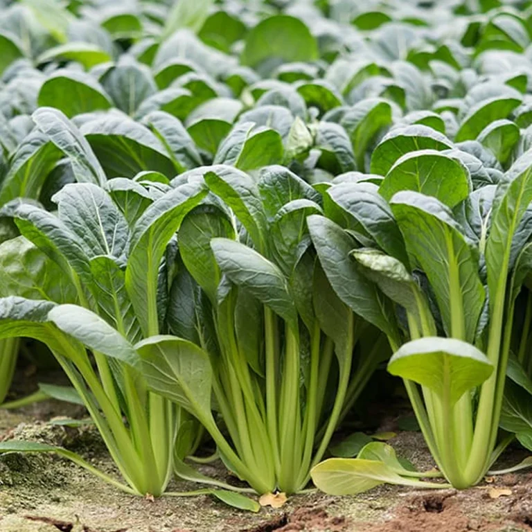 Tender Green Mustard