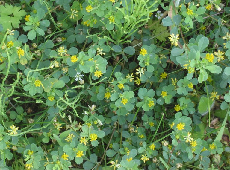 Birdsfoot Trefoil