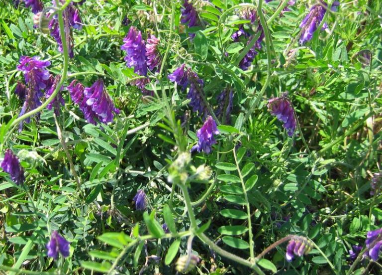 Woolypod Vetch